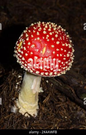 Corpo fruttifero di Toadstool con gambo bianco e fiocchi bianchi sul cappuccio rosso nella lettiera dell'ago Foto Stock