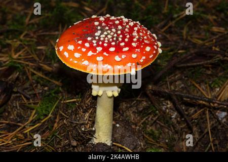 Corpo fruttifero di Toadstool con gambo bianco e fiocchi bianchi sul cappuccio rosso nella lettiera dell'ago Foto Stock