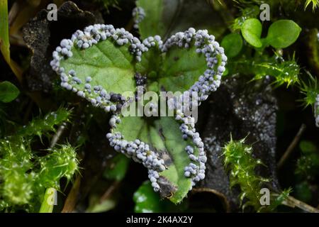 Muffa di calce Physarum leucopus molti corpi fruttati impollinati di calce su foglie verdi Foto Stock