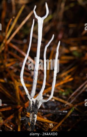 Grigiastro fangolone biancastro biancastro in lettiera ad ago Foto Stock