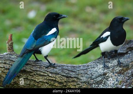 Magpie due uccelli in piedi fianco a fianco sul tronco dell'albero visto a destra Foto Stock