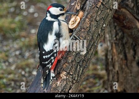 Grande picchio macchiato maschio appeso al tronco dell'albero con noci in fucina picchio visto a destra Foto Stock