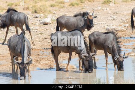 Primo piano di una piccola mandria di Blue Wildebeest che beve in una buca d'acqua nel Parco Nazionale di Etosha, Namibia, Africa Meridionale Foto Stock