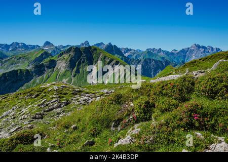 Rododendri (Rhododendron), Koblat alto sentiero sul Nebelhorn, Alpi Allgaeu, Allgaeu, Baviera, Germania Foto Stock