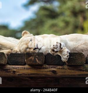 Leone bianco (Panthera leo) a riposo, mutazione del colore, leucismo, prigioniero, Safarispark, Safariland Stukenbrock, Schloss Holte-Stukenbrock, Nord Foto Stock