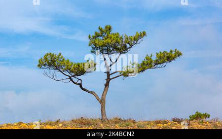 Pino isolato, pino verde solitario bonsai nel campo su un cielo blu Foto Stock