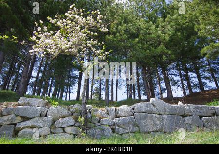 Enormi blocchi calcarei che fortificarono l'intera area del sito archeologico di Pietrabbondante. Molise - Italia Foto Stock