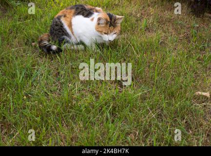 Il gatto tricolore cammina in erba verde in una giornata di sole in estate. Foto Stock