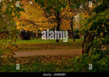 donna che cammina con un cane nel parco autunnale con fogliame arancione e giallo intorno all'età di 40 anni, concetto di passeggiate autunnali con animali domestici. Foto Stock