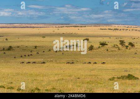 Tanzania. Gnu sulla parte settentrionale del Serengeti Plain. Foto Stock