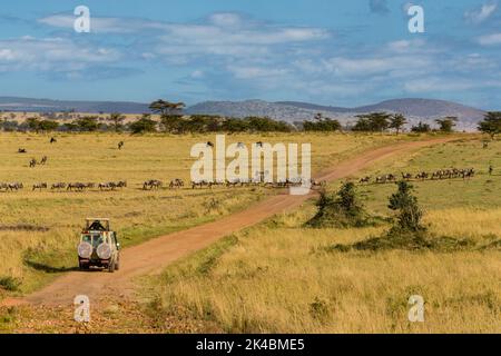 Tanzania. Gnu attraversando un Nord del Serengeti Road sulla loro migrazione verso il nord. Foto Stock