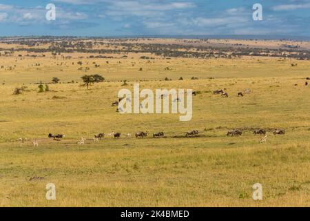 Tanzania. Gnu e Thompson's gazzella sulla parte settentrionale del Serengeti Plain, inizio stagione secca.. Foto Stock