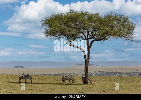 Tanzania. Serengeti. Zebra navigando sotto un Balanites Aegyptiaca, deserto data albero o albero Thron, o sapone Berry Tree. Foto Stock