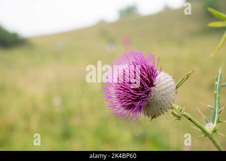 Cirsium eriophorum comunemente lanoso cardo. Pianta particolare foto del raro cardo. Copia spazio per il testo. Fiore testa viola sul prato. Foto Stock