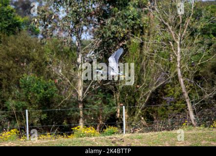 Un Heron dalla faccia bianca (Egretta novaehollandiae) in volo a Sydney, NSW, Australia (Foto di Tara Chand Malhotra) Foto Stock