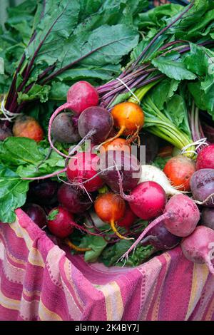 Barbabietole biologiche colorate e appena raccolte in vendita presso un mercato estivo all'aperto Foto Stock