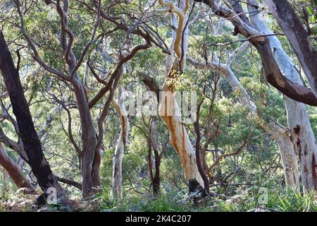 Foresta di scribbly Gum, Eucalyptus hemastoma, e Sydney Red Gum, Angophora cosata, con una sottorietà di Bracken Fern Foto Stock