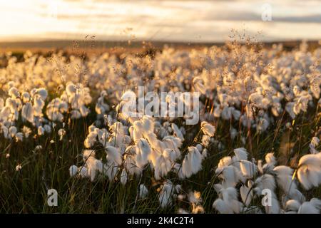 Erba di cotone infusa con un sole tramontante sulla brughiera dello Yorkshire, Regno Unito Foto Stock