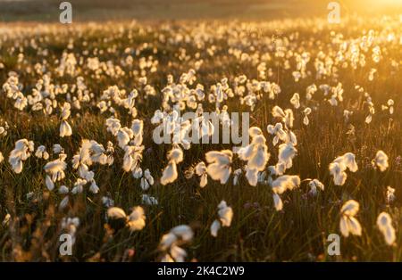 Erba di cotone infusa con un sole tramontante sulla brughiera dello Yorkshire, Regno Unito Foto Stock