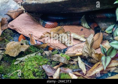 serpente di corallo nascosto sul terreno. primo piano. Foto Stock