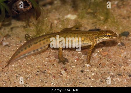 Primo piano dettagliato su un maschio acquatico palmate comune europeo nuovo Lissotriton helveticus in colori di riproduzione Foto Stock