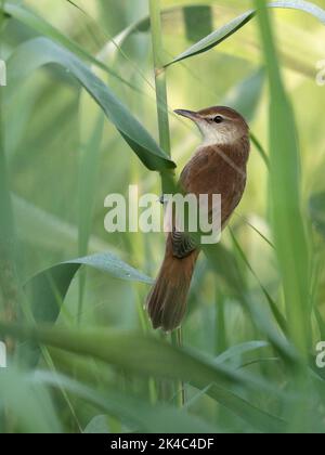 Oriental Reed Warbler (Acrocephalus orientalis), vista verticale, singolo adulto in canne, mai po, Hong Kong, Cina Foto Stock