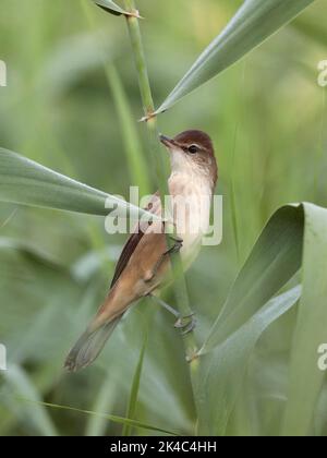 Oriental Reed Warbler (Acrocephalus orientalis), vista verticale, singolo adulto in canne, mai po, Hong Kong, Cina Foto Stock