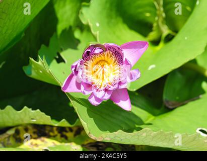 loto viola o giglio d'acqua con apicoltura in Vietnam Foto Stock