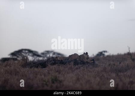 Una leonessa che si rilassa su un grande tronco di albero caduto sulla prateria in Lewa Wildlife Conservancy, Kenya Foto Stock