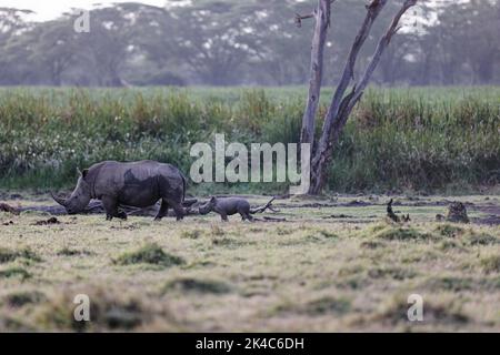 Un vitello bianco rinoceronte che segue la madre nella prateria di Lewa Wildlife Conservancy, Kenya Foto Stock