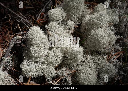 Un prato coltivato con la lichen di coppa con punta a stella (Cladonia stellaris) Foto Stock