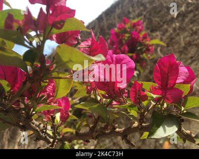 fiori rosa di santa rita Foto Stock