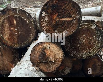 Tronchi d'albero in un clima di cocaia Foto Stock