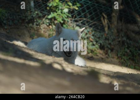 Un primo piano di un grande cane bianco che guarda la telecamera Foto Stock