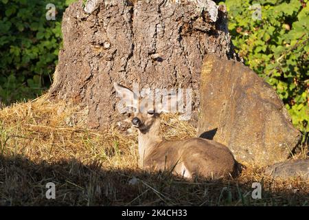 Un pegno che riposa accanto ad un albero a Eugene, Oregon. Foto Stock