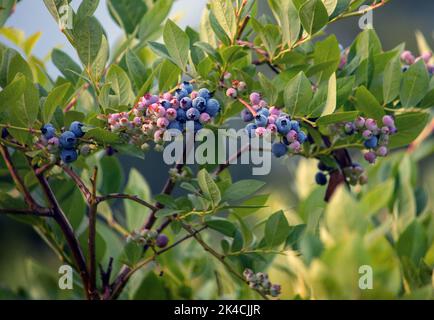 I grumi di mirtilli maturano sui cespugli in questa frutticoltura locale nel Michigan USA Foto Stock