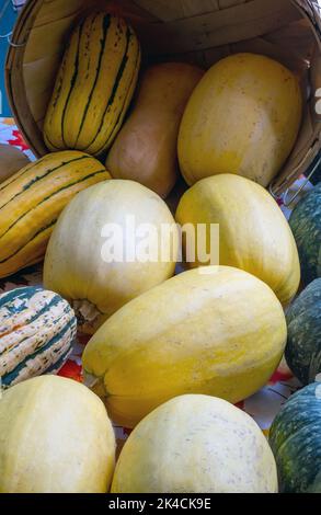 I grandi strappi squash fuoriescono dai cestini a questo mercato agricolo in Michigan Stati Uniti Foto Stock