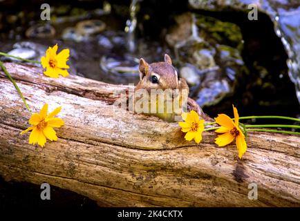 Un piccolo chippmunk si sbircia dalla sua casa cava del ceppo per trovare i fiori gialli graziosi Foto Stock