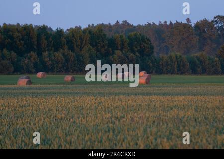 rotoli di fieno af in verde prato autunnale. agrocultura di campagna Foto Stock