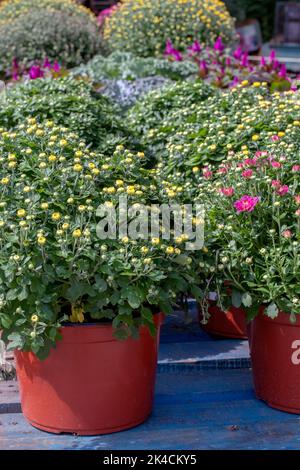 Moms in vaso in una varietà di colore. Sono venduti ad un mercato agricolo in Michigan USA Foto Stock