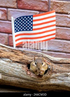 Un cippunk nordamericano si sgranocchierà sulle noci sotto una bandiera americana Foto Stock