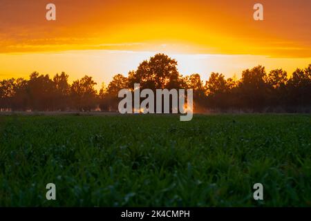 Silhouette di alberi di frassino in un campo di grano in tempo nebbia durante l'alba Foto Stock