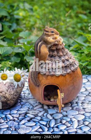 carino chippmunk si trova in cima a una casa delle fate per una vista più alta, nel caso in cui altri vengano dopo il suo cibo Foto Stock