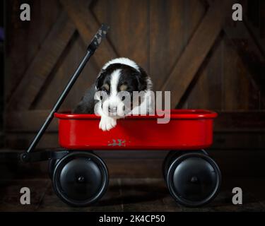 Un adorabile cucciolo con pelliccia marrone, nera e bianca in un carrello giocattolo rosso all'interno Foto Stock