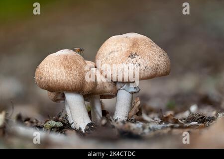Un gruppo di funghi di legno squamosi (Agaricus silvaticus) nel mese di settembre Foto Stock