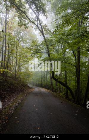 La nebbia della mattina presto si tuffa sopra un sentiero pavimentato nella foresta. Foto Stock