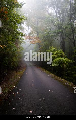 La nebbia della mattina presto si tuffa sopra un sentiero pavimentato nella foresta. Foto Stock