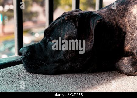 Un primo piano di un cucciolo di canna stanco corso che stese la testa a terra, guardando fuori dalla finestra Foto Stock