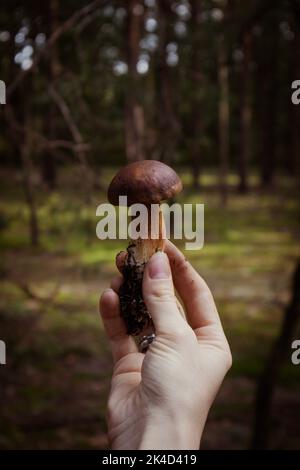 Donna che tiene in mano un piccolo fungo edula boletus edulis commestibile di fronte ai pini Foto Stock