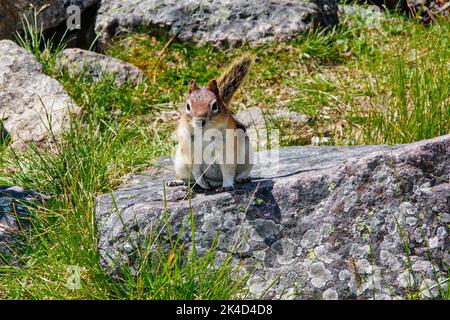 Un primo piano di un piccolo chippmunk su una grande roccia vicino all'erba verde in una giornata di sole Foto Stock